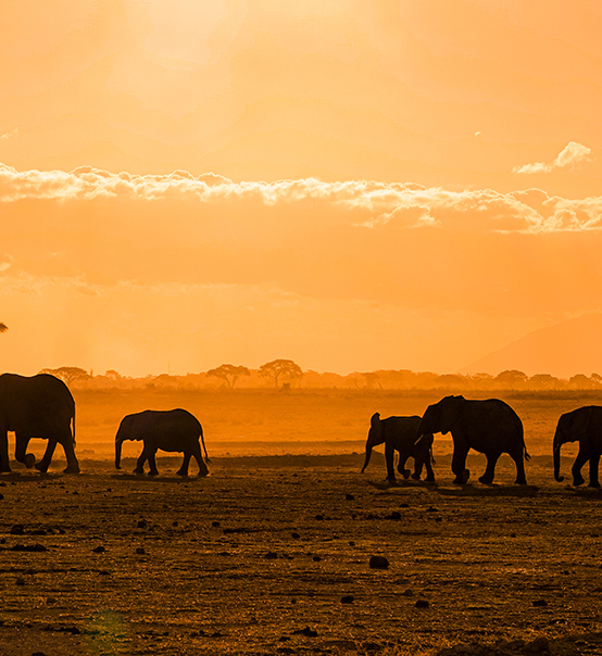 虎力全開，疫情兇猛他去非洲做了什么？